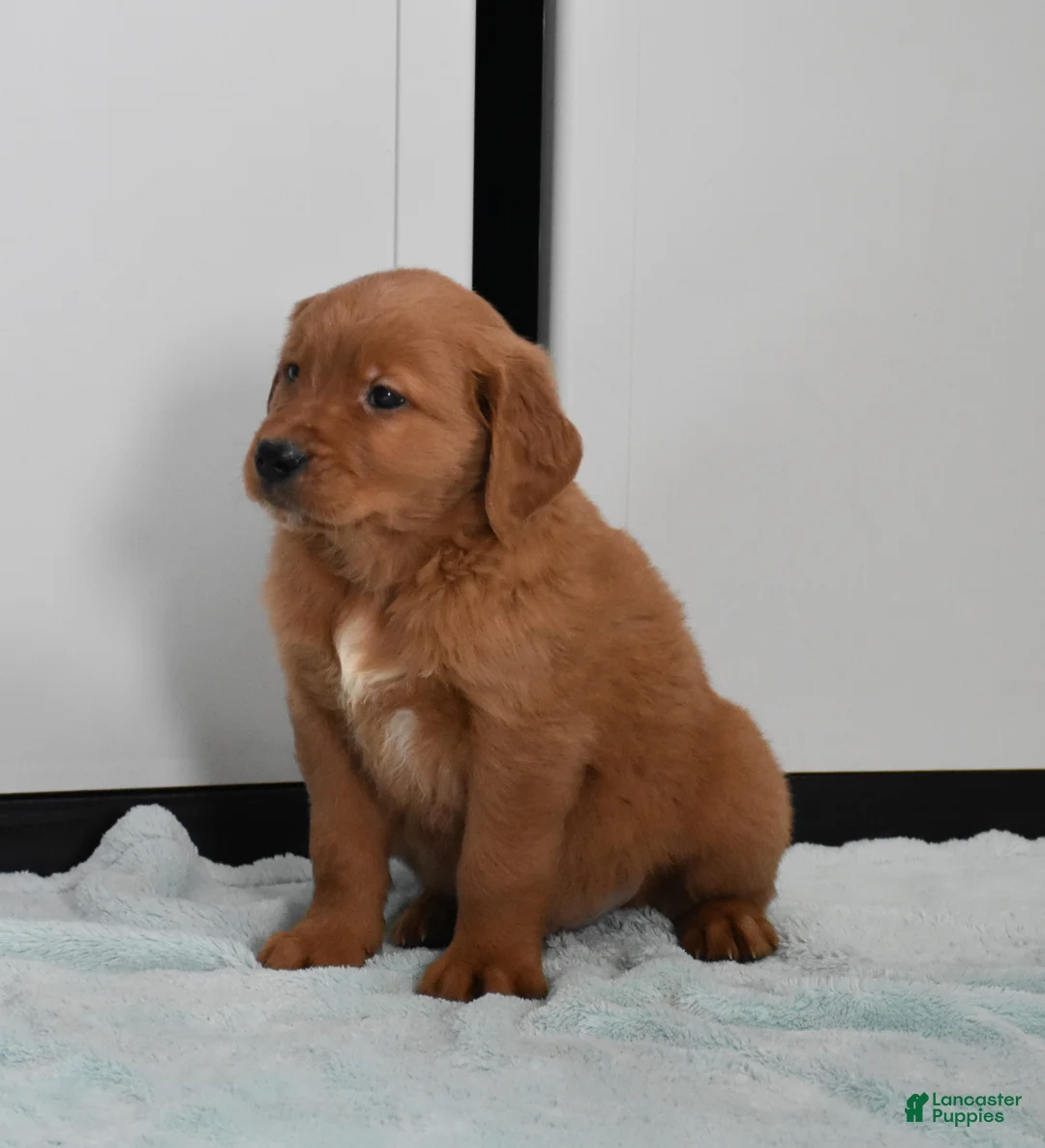 Golden Retriever dogs for sale: Walter    Genetic/OFA - Ad 4