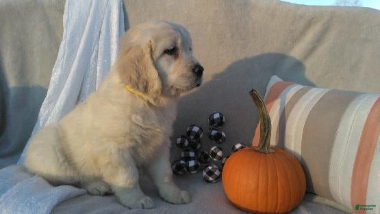 Golden Retriever dogs for sale: Annabelle - Ad 2