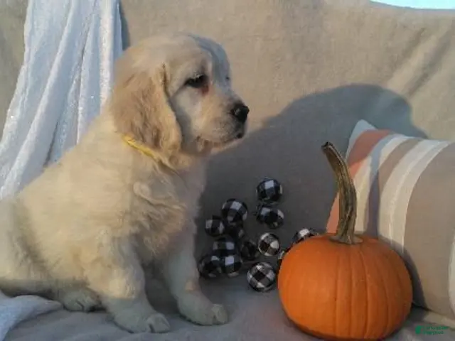 Golden Retriever dogs for sale: Annabelle - Ad 2
