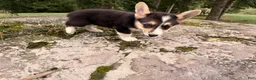 Welsh Corgi Pembroke dogs for sale: Floyd - Ad 7