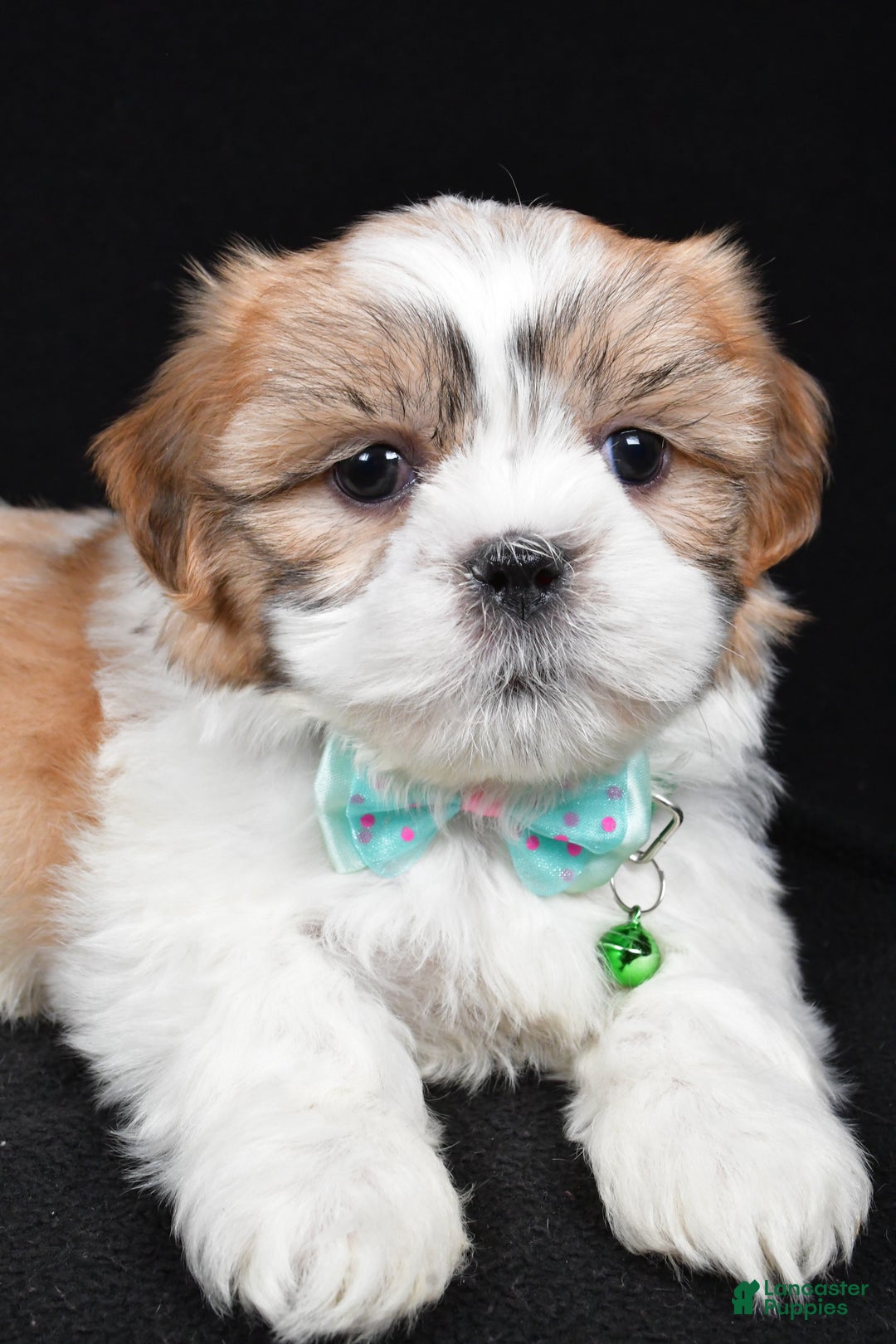 Shih Tzu dogs for sale: Hal - Ad 5