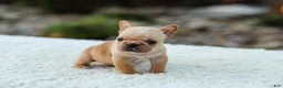 French Bulldog dogs for sale: Jack - Fawn Cream - Ad 6