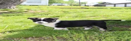 Mixed Breed dogs for sale: Sport - Ad 5