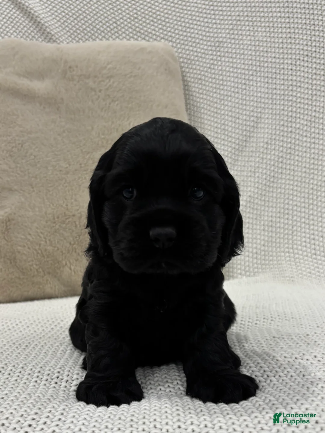 Cocker Spaniel dogs for sale: Carter - Ad 4