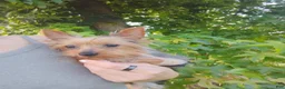 Yorkshire Terrier dogs for sale: Baby Bear - Ad 1