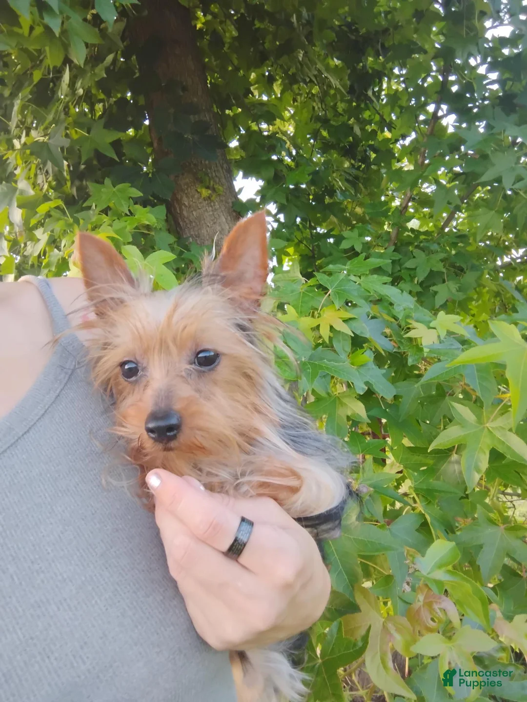 Yorkshire Terrier dogs for sale: Baby Bear - Ad 1