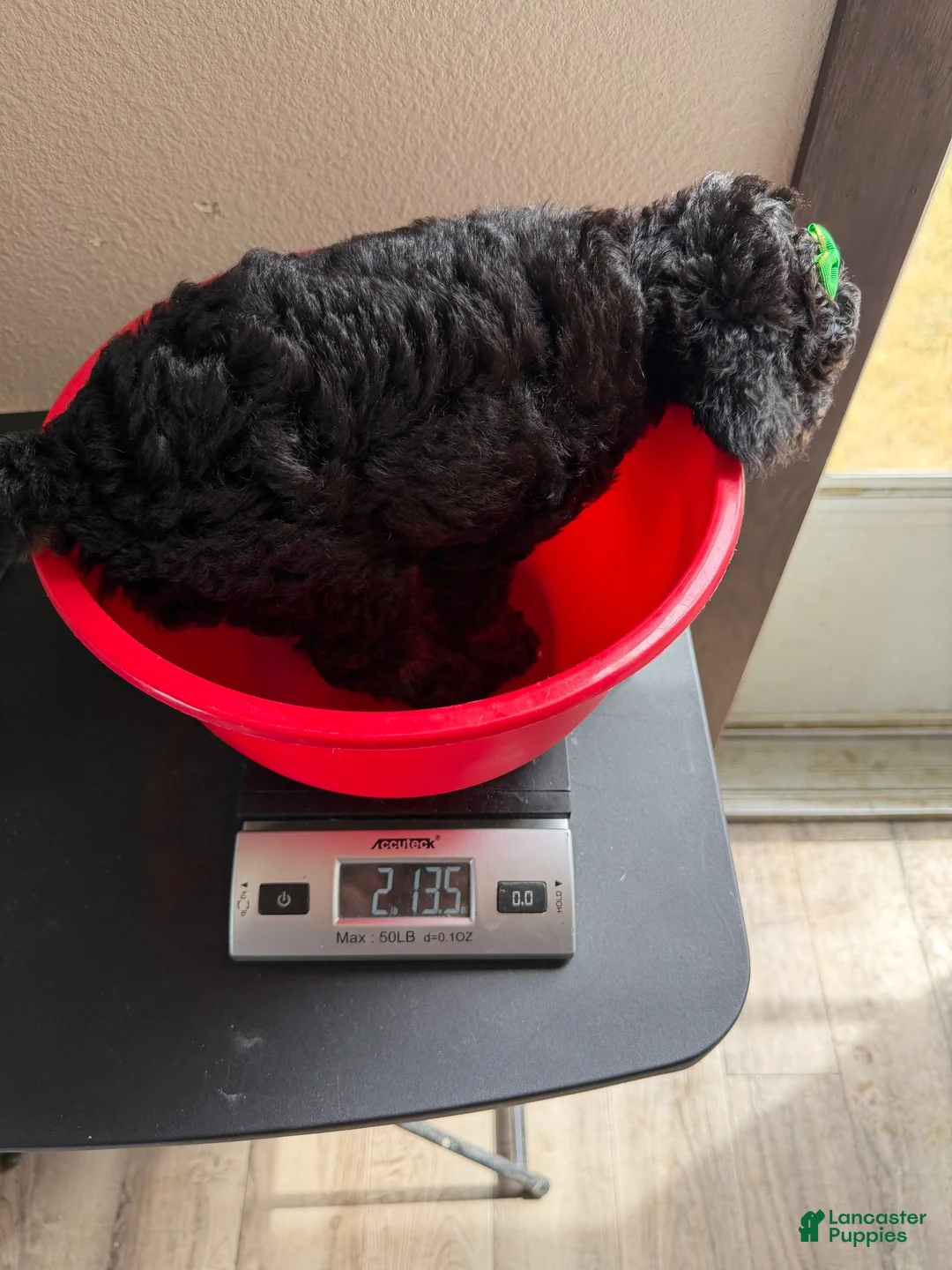 Miniature Poodle dogs for sale: Akc Clear 🧬 tested Black Phantom 🩷 - Ad 10