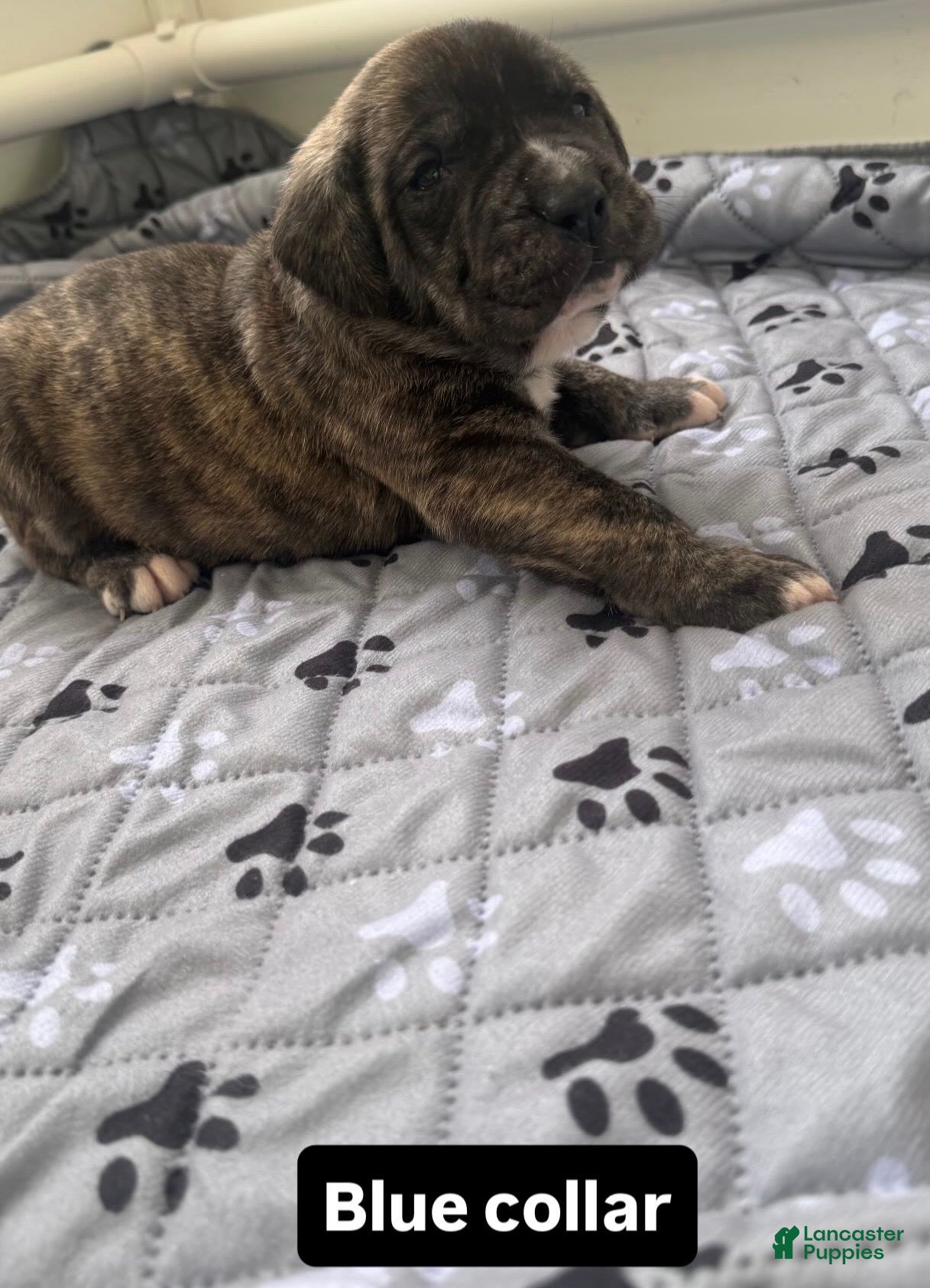 Presa Canario dogs Presa Canario Puppy 2 - Ad 3