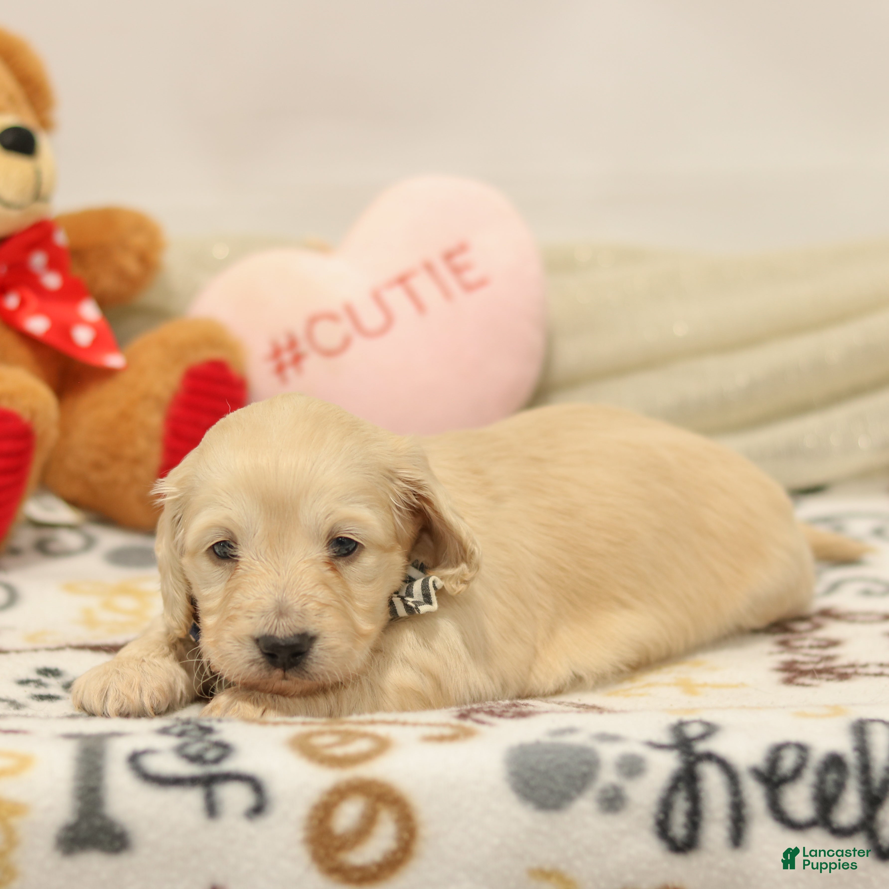 Miniature Dachshund dogs Brooklyn - Ad 2