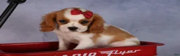 Cavalier King Charles Spaniel dogs for sale:  Nugget🐾 - Ad 15