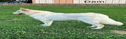 German Shepherd dogs for sale: German Shepherd 1 - Ad 8