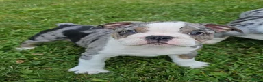 Perfect Mini Bulldog