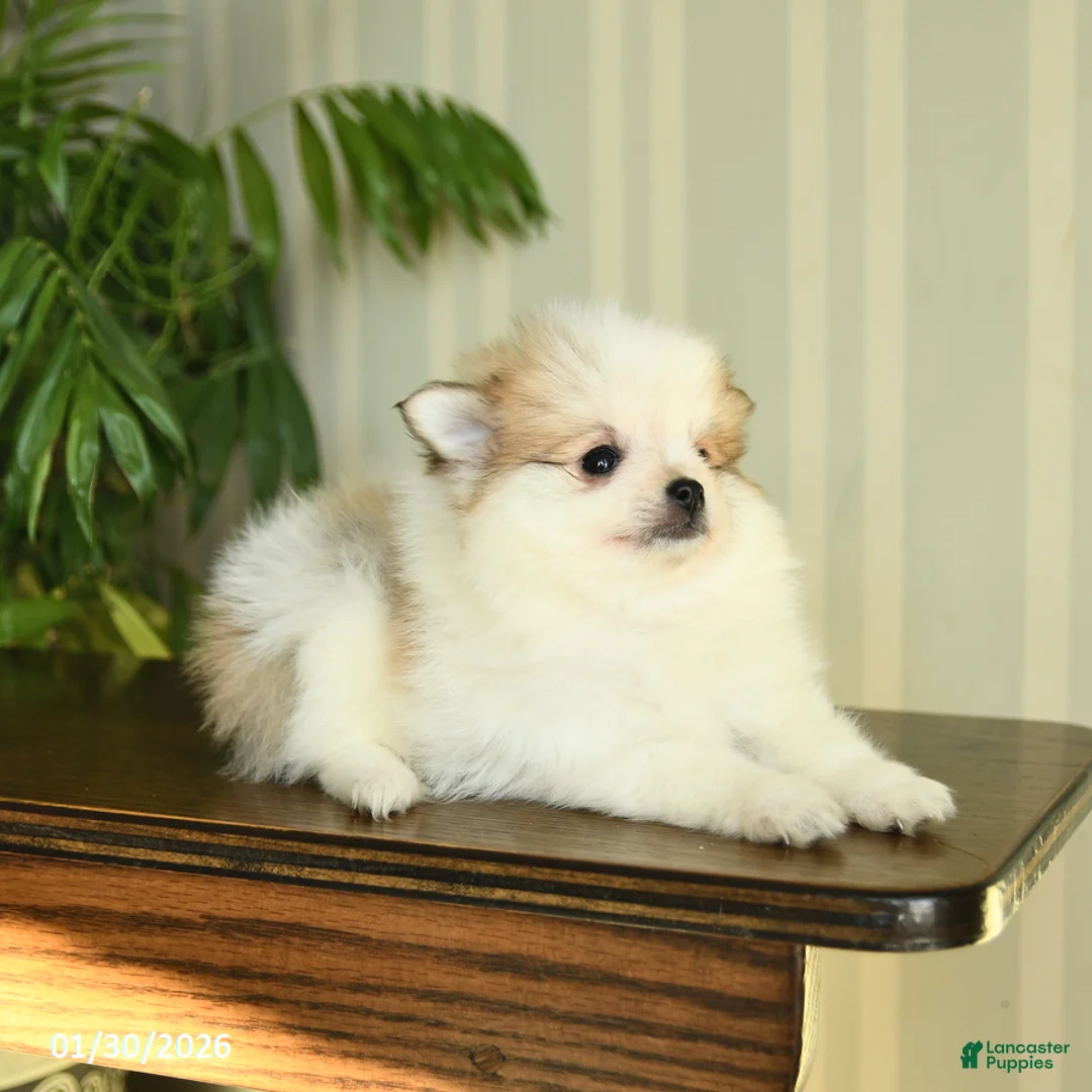 Pomeranian dogs for sale: Cassie   - Ad 4