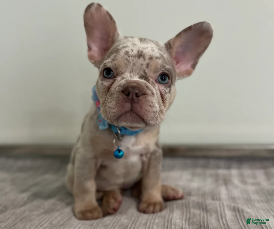 French Bulldog dogs for sale: Misty - Ad 2