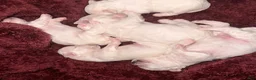 Bichon Frise dogs for sale: Baby boy 3 - Ad 15