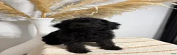 Mini Goldendoodle dogs for sale: Black Girl 2 - Ad 6