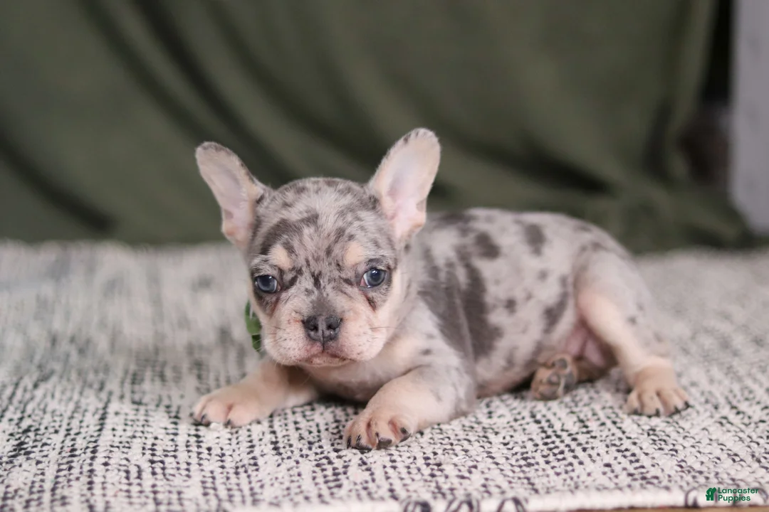 French Bulldog dogs for sale: Bently - Ad 5