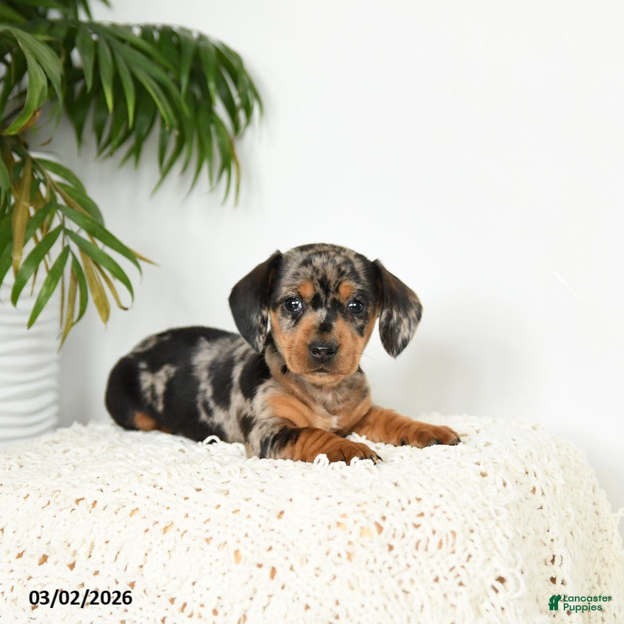 Miniature Dachshund dogs Jackie - Ad 1
