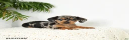 Miniature Dachshund dogs for sale: Jackie - Ad 1