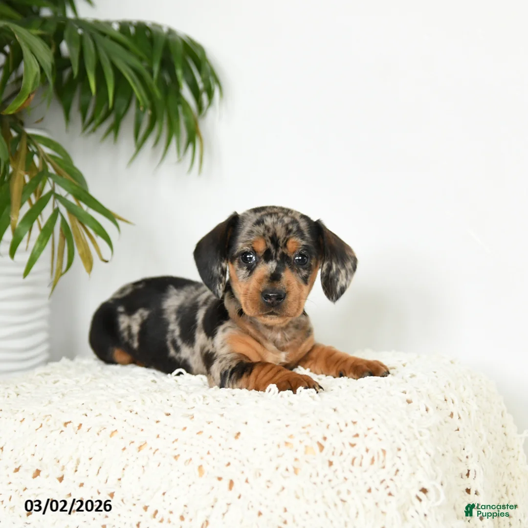 Miniature Dachshund dogs for sale: Jackie - Ad 1