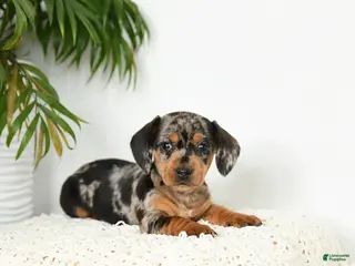 Miniature Dachshund dogs for sale: Jackie - Ad 1