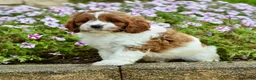 Cavapoo dogs for sale: Diego - Ad 6