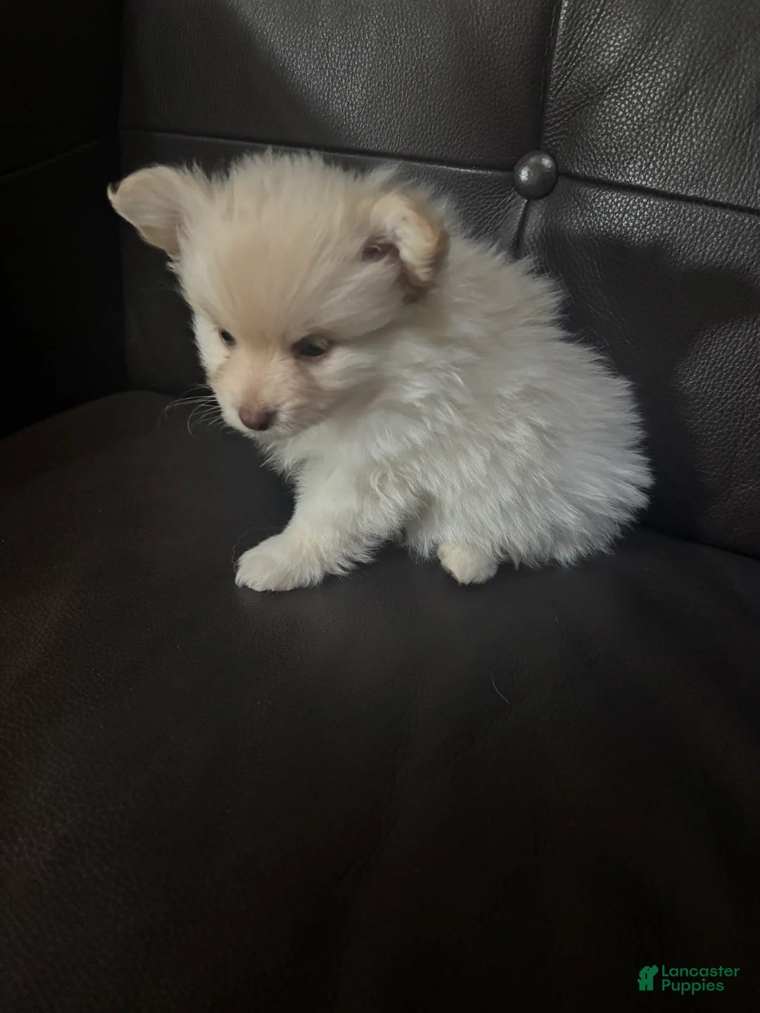 Mixed Breed dogs for sale: Mixed Breed Puppy 2 - Ad 2