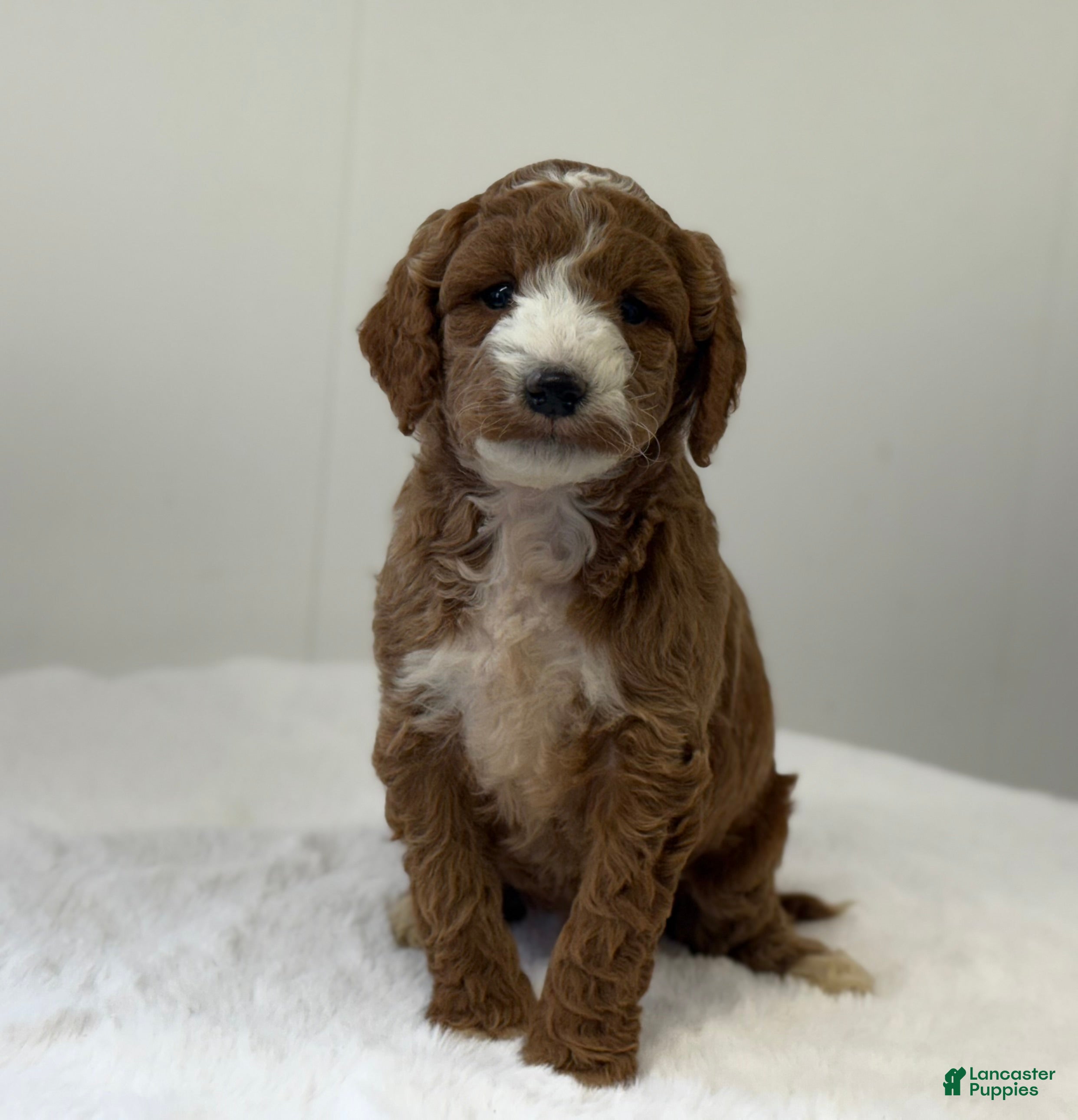 Mini Goldendoodle dogs Sawyer - Ad 34