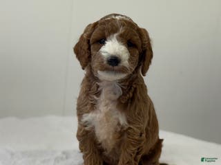 Mini Goldendoodle dogs Sawyer - Ad 34