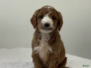 Mini Goldendoodle dogs Sawyer - Ad 42
