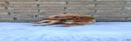 Irish Doodle dogs for sale: Daisy - Ad 7
