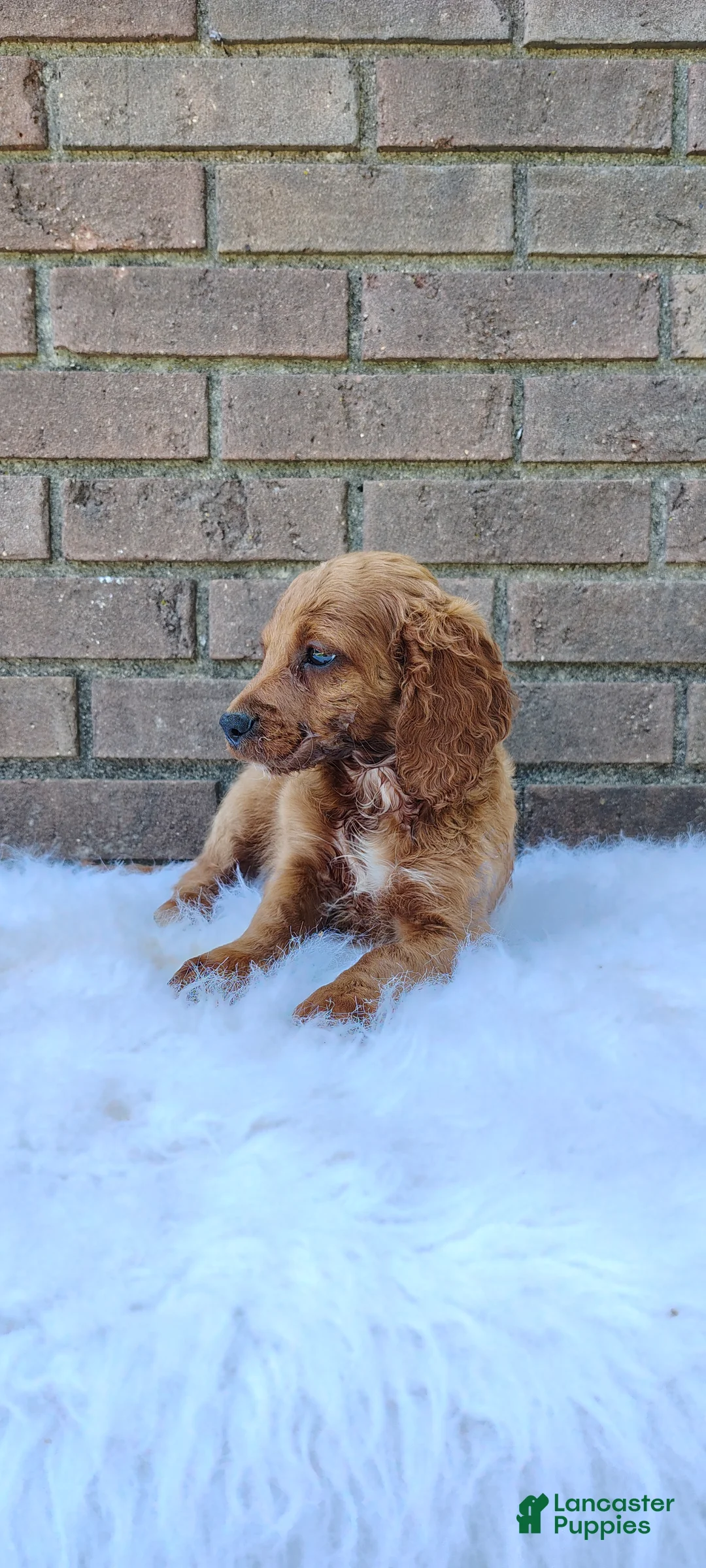 Irish Doodle dogs for sale: Daisy - Ad 7