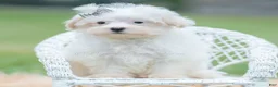 Maltipoo dogs for sale: Otis - Ad 5