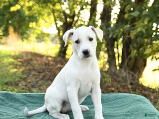 Mixed Breed dogs - Ad 2