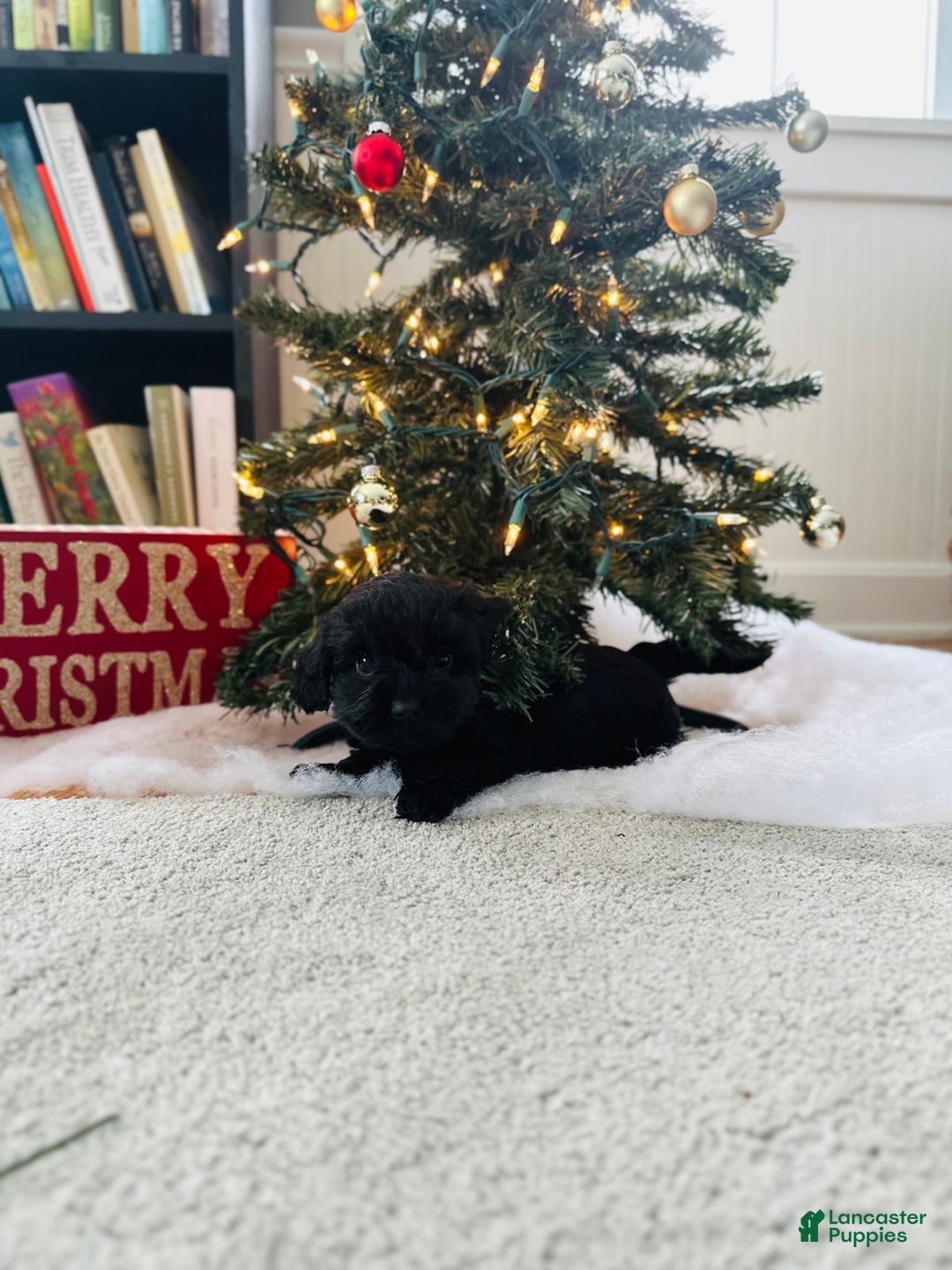 Mixed Breed dogs for sale: Star - Ad 7