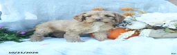 Cockapoo dogs for sale: Amber - Ad 4