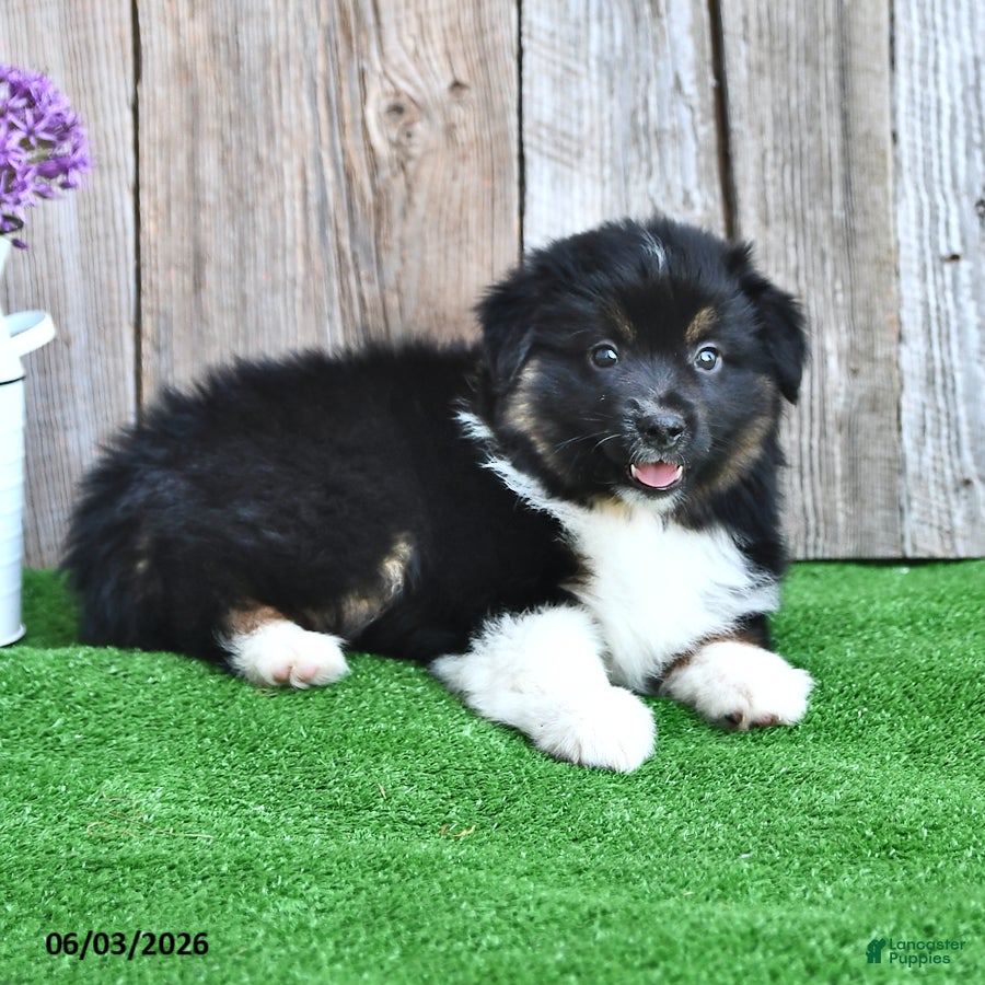 Miniature Australian Shepherd dogs for sale: Rocket - Ad 4