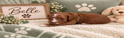 Cockapoo dogs for sale: Belle - Ad 1