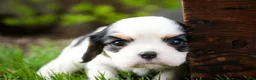 Cavalier King Charles Spaniel dogs for sale: Dottie - Ad 3