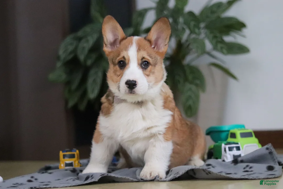 Welsh Corgi Pembroke dogs for sale: Jack - Ad 3