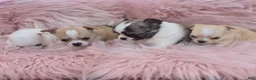 Chihuahua dogs for sale: Chihuahua 3 - Ad 29