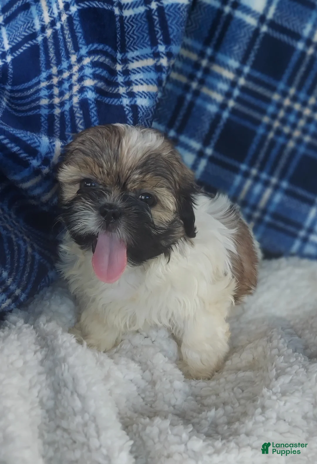 Shih Tzu dogs for sale: Barry - Ad 1