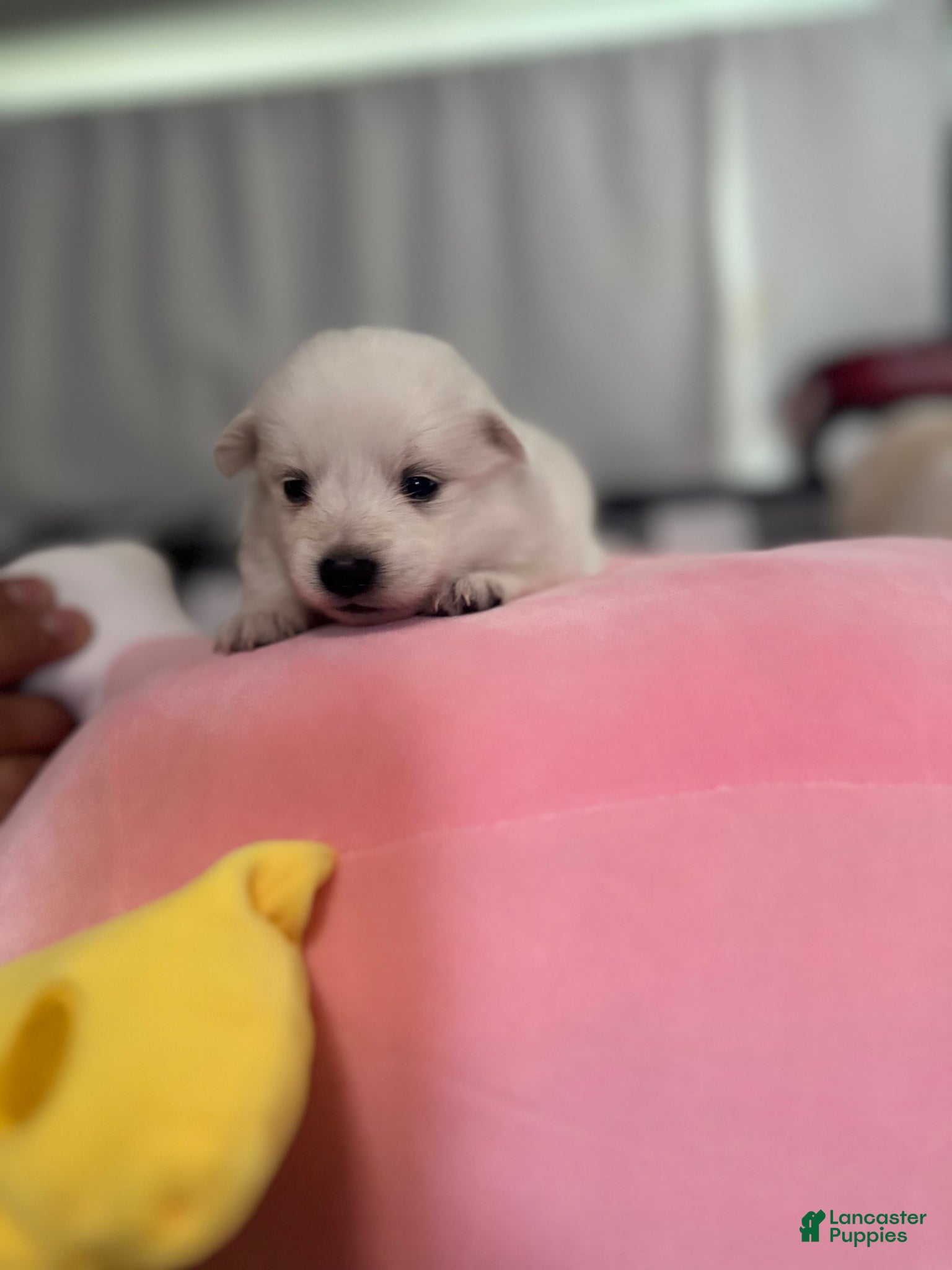 American Eskimo dogs for sale: American Eskimo Puppy 2 - Ad 1