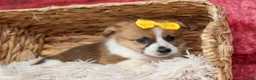 Welsh Corgi Pembroke dogs for sale: Ariel 💕 - Ad 14