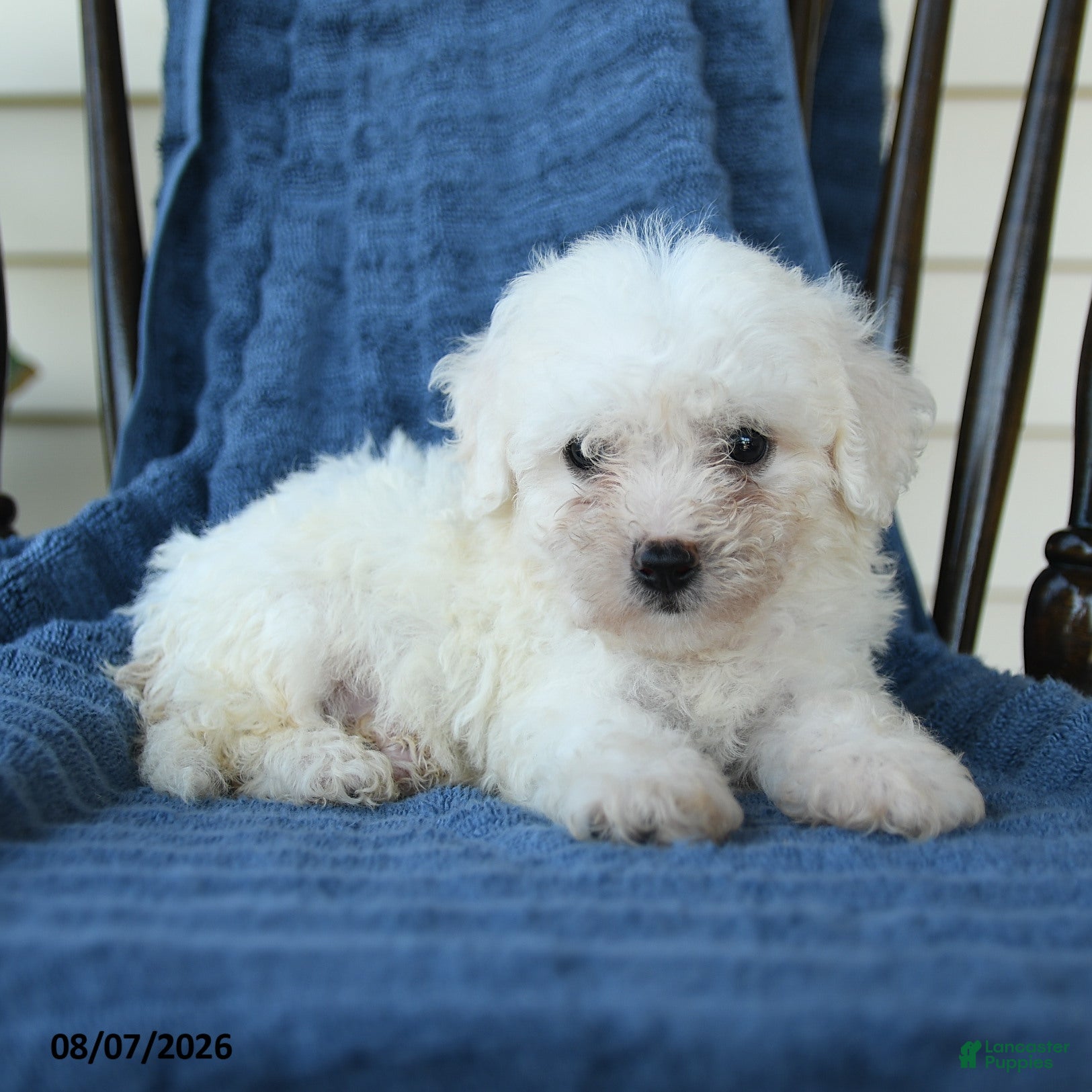 Bichon Frise dogs Ricky  - Ad 2