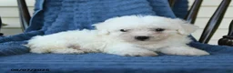 Bichon Frise dogs for sale: Ricky  - Ad 2