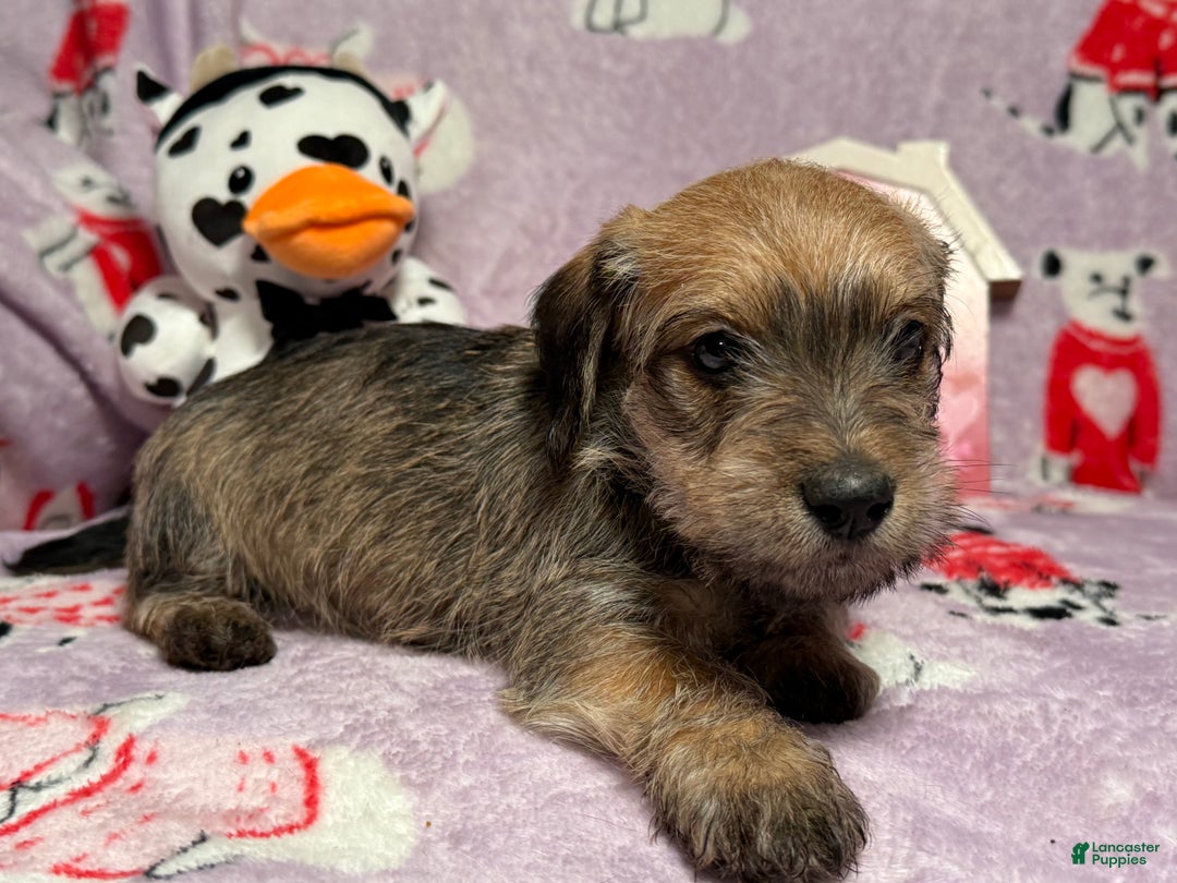 Mixed Breed dogs for sale: Clearance  - Ad 4