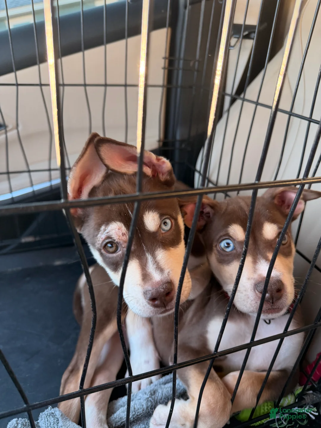 Mixed Breed dogs for sale: Mixed Breed Puppy 1 - Ad 3