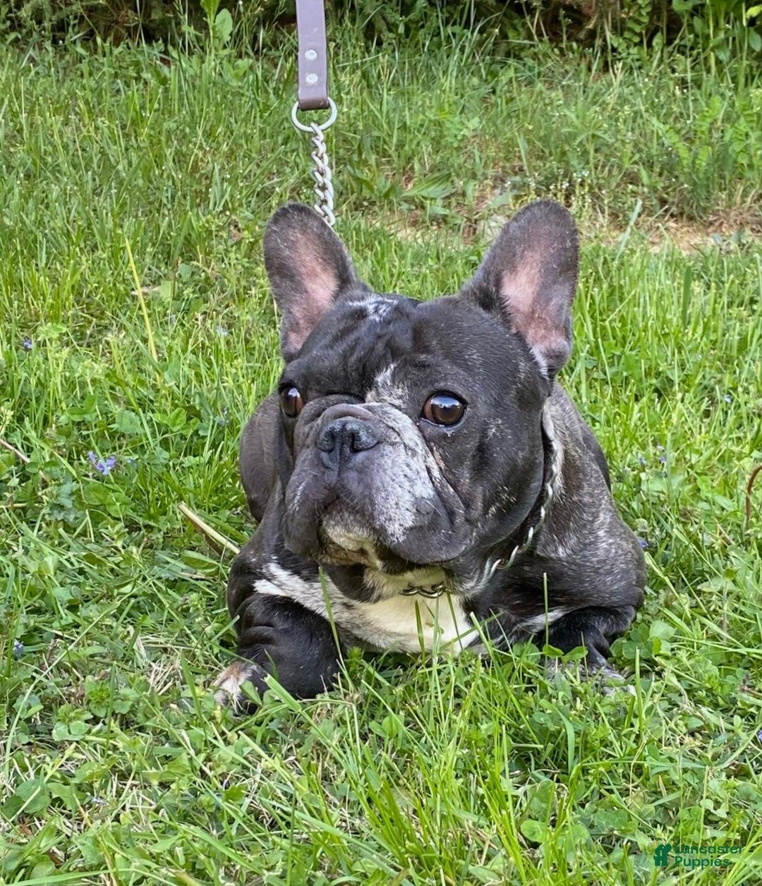 French Bulldog dogs for sale: Rambo  - Ad 11