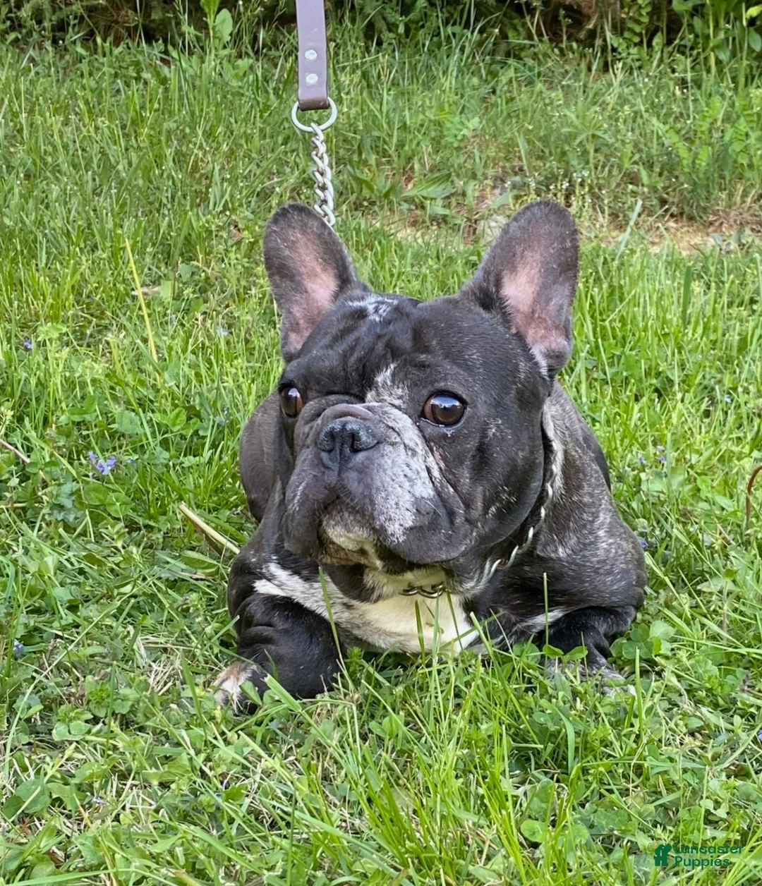 French Bulldog dogs for sale: Rambo  - Ad 8